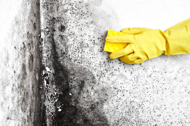 Best Post-Flood Mold Remediation in Glenmora, LA
