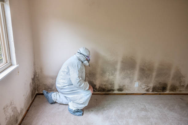 Best Bathroom Mold Remediation in Glenmora, LA