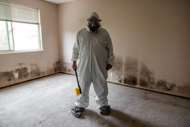 Best White Mold Remediation in Glenmora, LA
