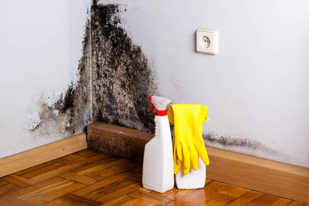 Best Preventive Mold Services in Glenmora, LA
