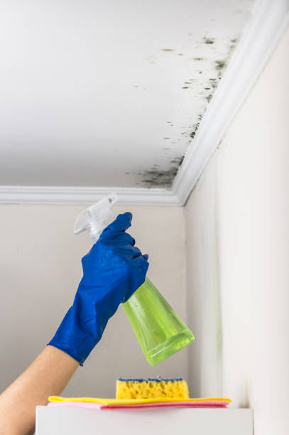 Best Commercial Mold Remediation in Glenmora, LA